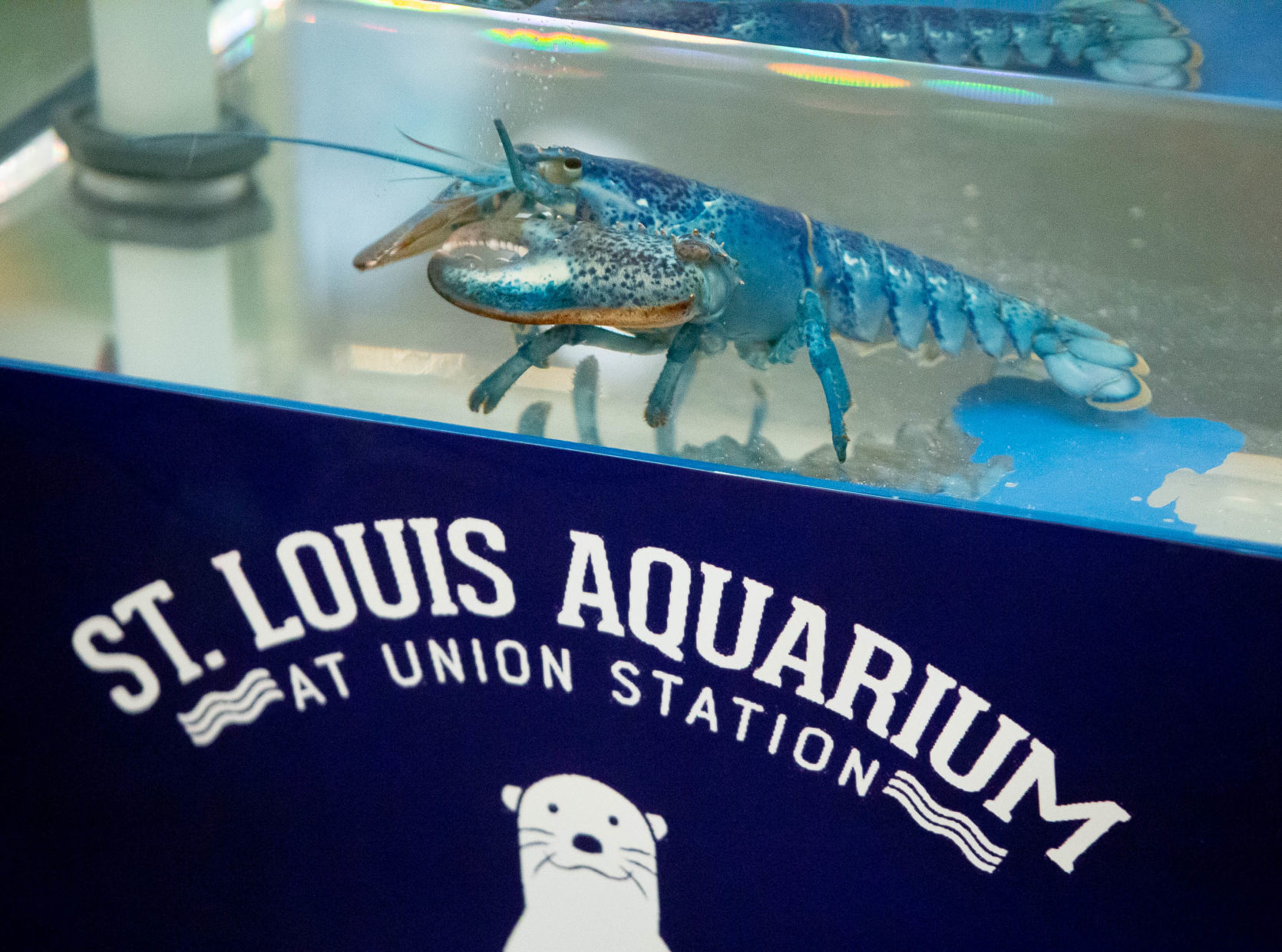 Cape Cod restaurant donates blue lobster celebrating Blues Stanley Cup win